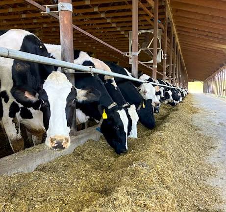 Fundamentals of Dairy Science